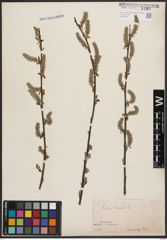 Foto von Salix cinerea L.
